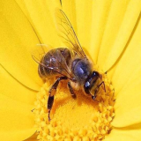 Cần tuyển pha chế và bán hàng cho Honey Bee